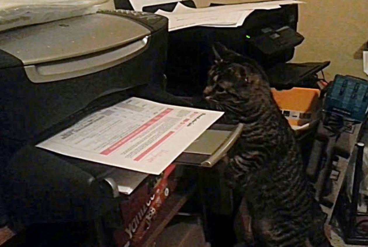 Βίντεο: Εκτυπωτής εναντίον γάτας...