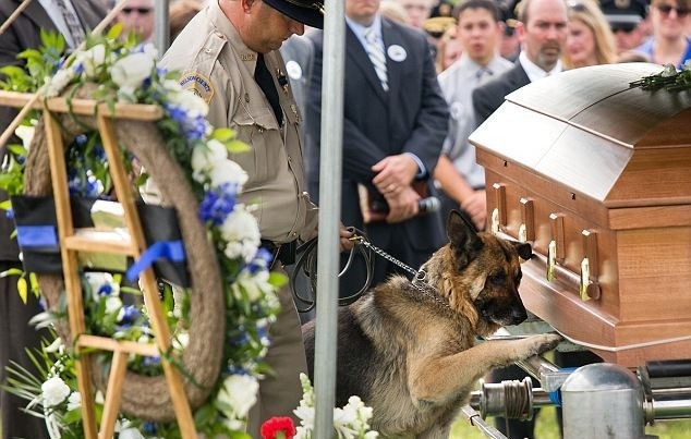 Συγκλονιστική φωτογραφία: Σκύλος αποχαιρετά το νεκρό αφεντικό του