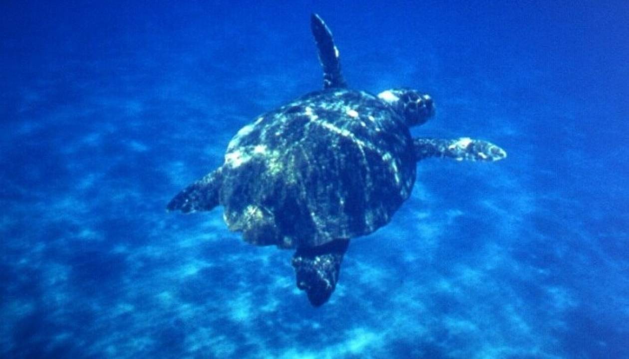 Νεκρή χελώνα Καρέτα-Καρέτα στο νέο λιμάνι Πρέβεζας