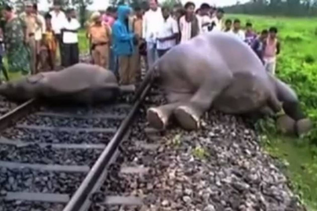 Βίντεο: Νεκροί τέσσερις ελέφαντες  που χτυπήθηκαν από τρένο