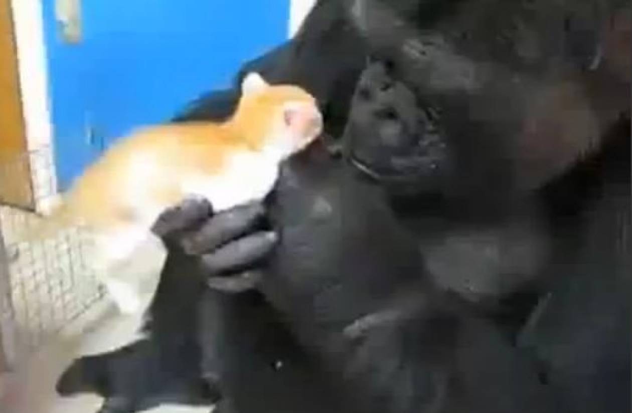 Βίντεο: Γατάκι βρίσκει στοργή στην αγκαλιά Γορίλα!