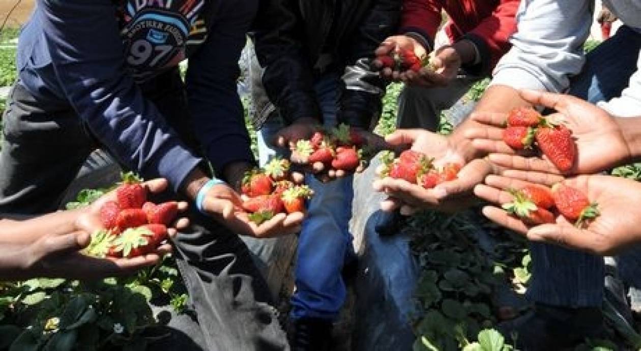 Ηλεία: Ζητούνται 4160 εργάτες για την καλλιέργεια φράουλας