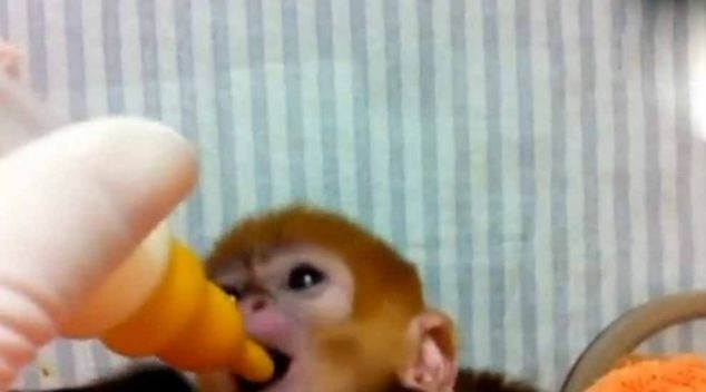 Βίντεο: Δείτε το μαϊμουδάκι να πίνει το γαλατάκι του!