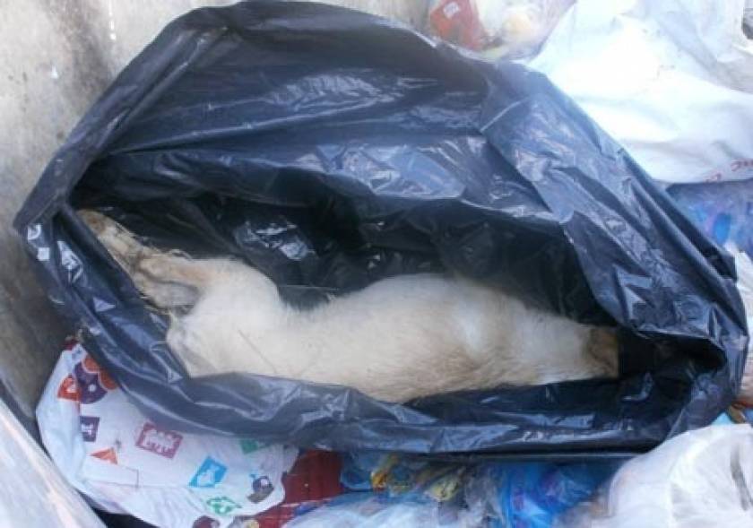 «Κτήνος» πέταξε ζωντανή σκυλίτσα στα σκουπίδια