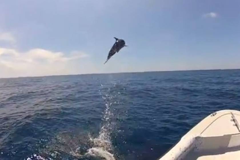 Βίντεο: Δελφίνια δίνουν μοναδικό show σε ψαράδες