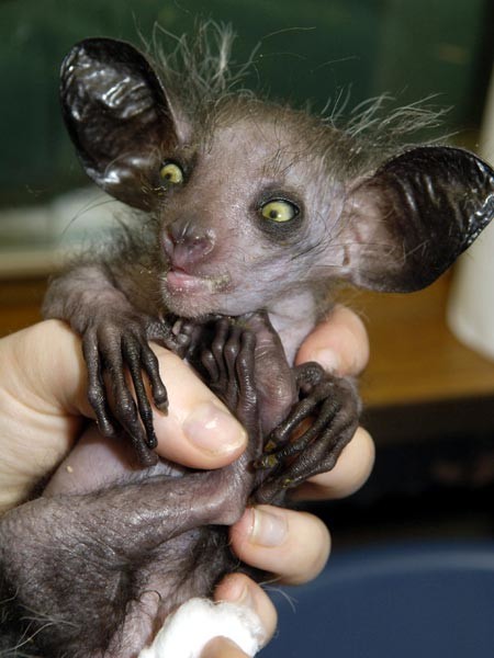 Δείτε: Αυτό είναι το πιο... άσχημο ζώο στον κόσμο! (pic)