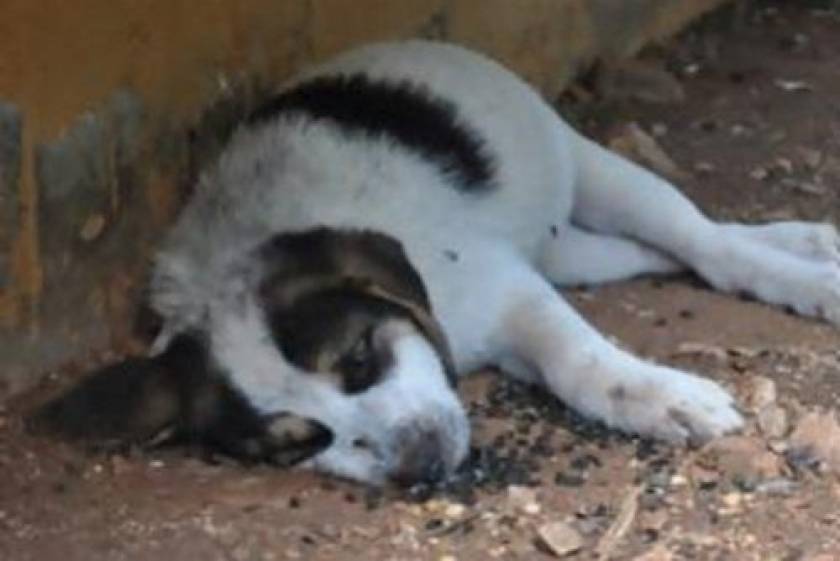 «Κτήνη» δηλητηρίασαν μαζικά σκυλιά στην Κρήτη
