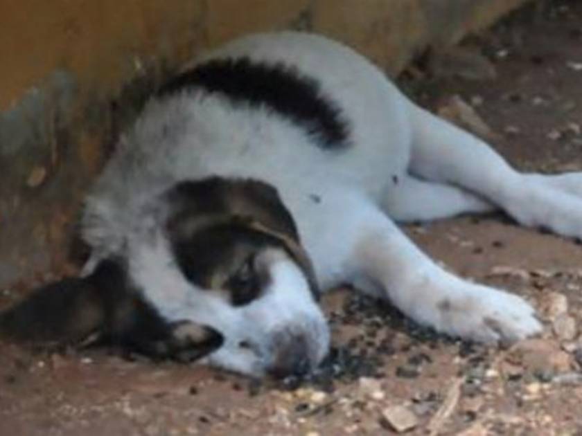 Φρίκη στην Κρήτη: Γέμισε πτώματα σκύλων παραλιακός δρόμος