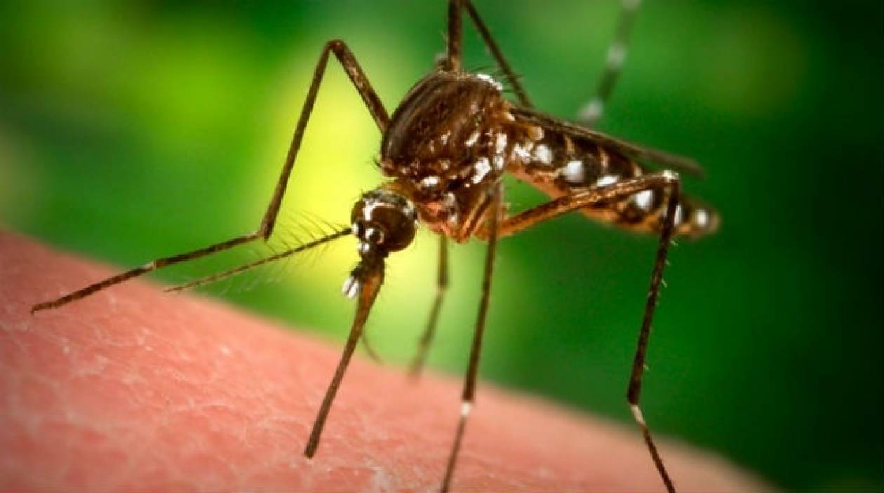 ΠΡΟΣΟΧΗ: Εντοπίστηκαν φονικά κουνούπια και στην Ελλάδα