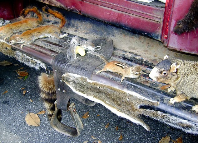 Εικόνες φρίκης: «Διακόσμησε» το αυτοκίνητό του με 50 πτώματα ζώων