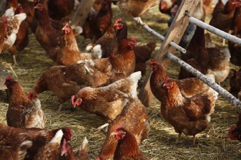 Κύπρος: Μολύνθηκε από ψευδοπανώλη το 15% της πτηνοτροφίας