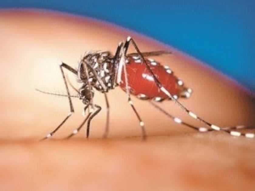 Δέκα παράξενα στοιχεία για τα κουνούπια!