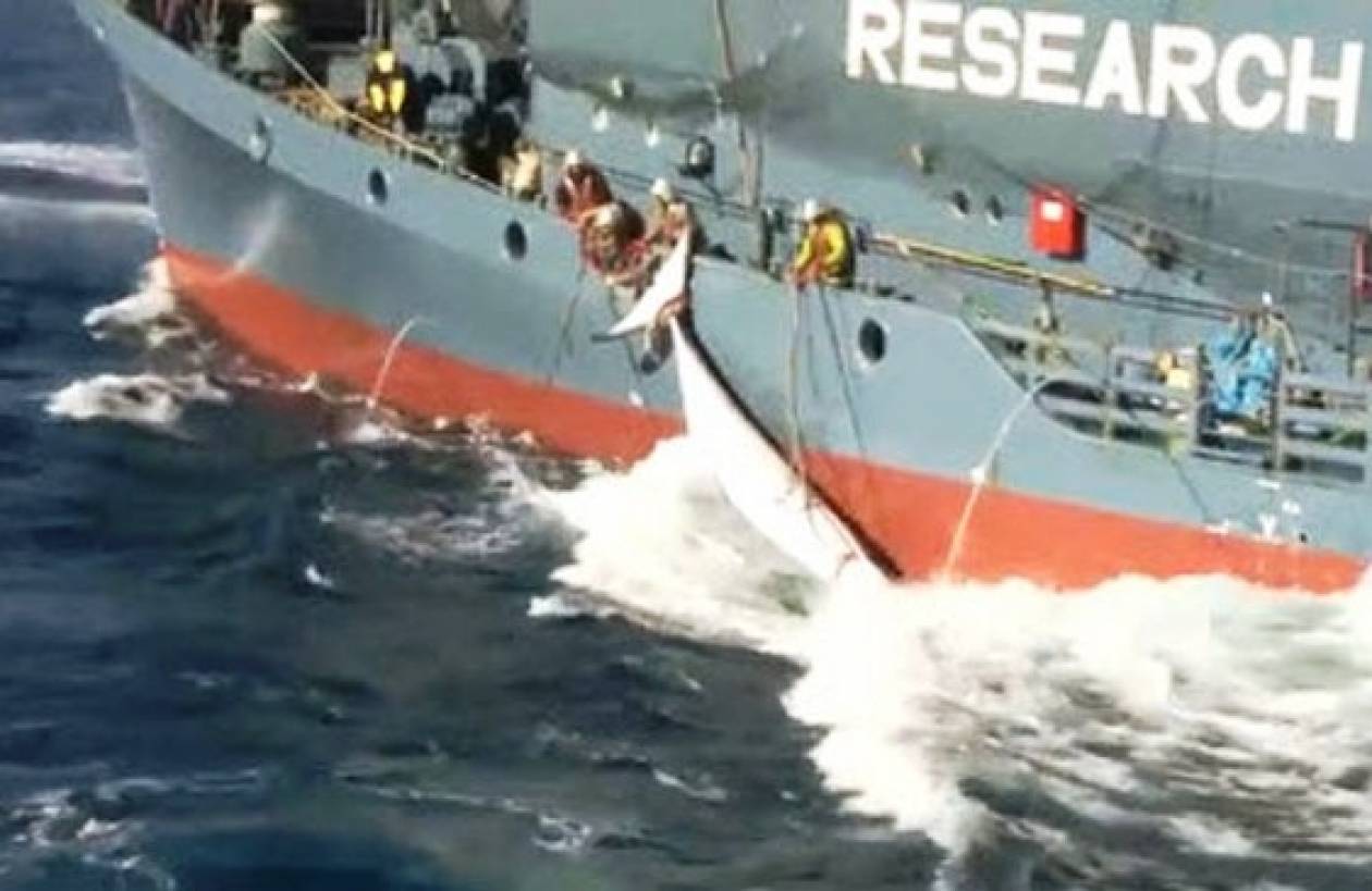 Στη Χάγη αντιμέτωπες Αυστραλία και Ιαπωνία για τη φαλαινοθηρία