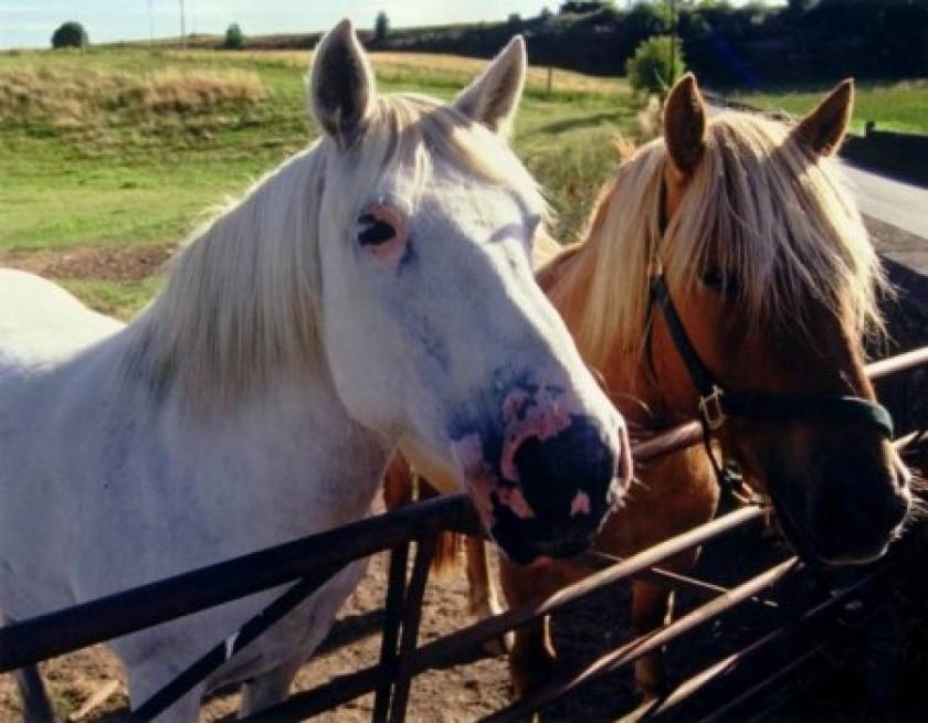 Λάρισα: Αθώοι 24 για την υπόθεση επιδοτήσεων για ανύπαρκτα άλογα