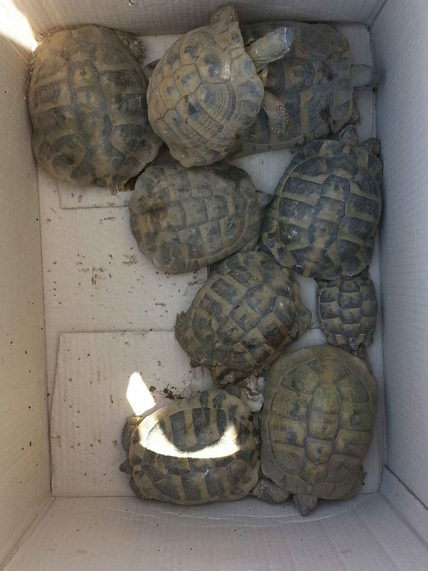 Μαζί με τα γαϊδουράκια μετέφεραν παράνομα και... 107 χελώνες! (pics)