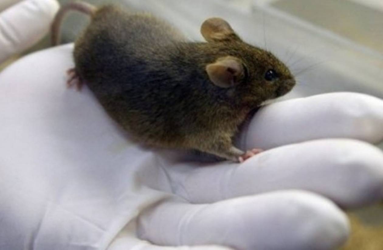 Κλωνοποιήθηκε ποντίκι για πρώτη φορά από μία μόνο σταγόνα αίμα