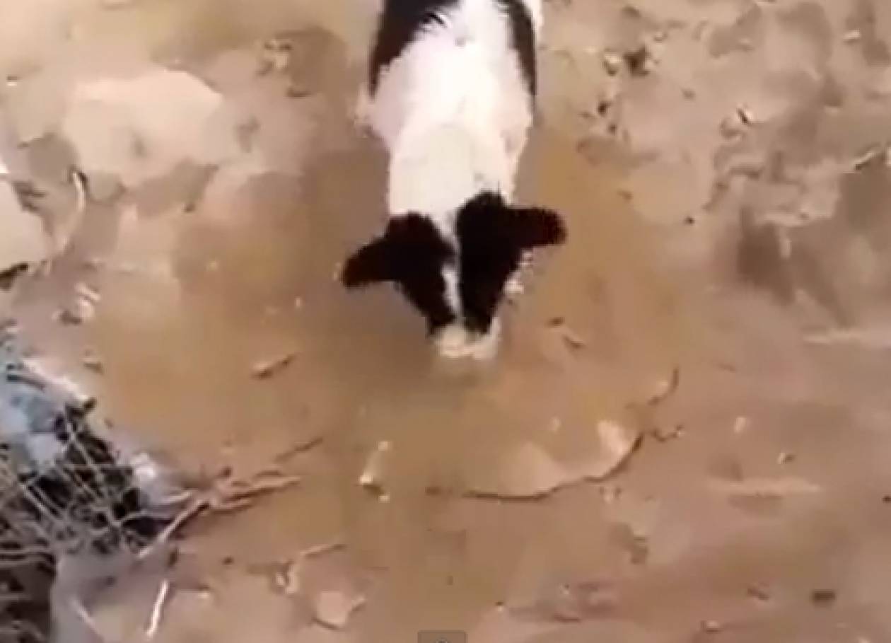 Συγκλονιστικό βίντεο: Σκύλος θάβει το νεκρό του κουτάβι
