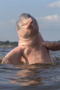 To σπάνιο ροζ δελφίνι του Αμαζονίου (pics)