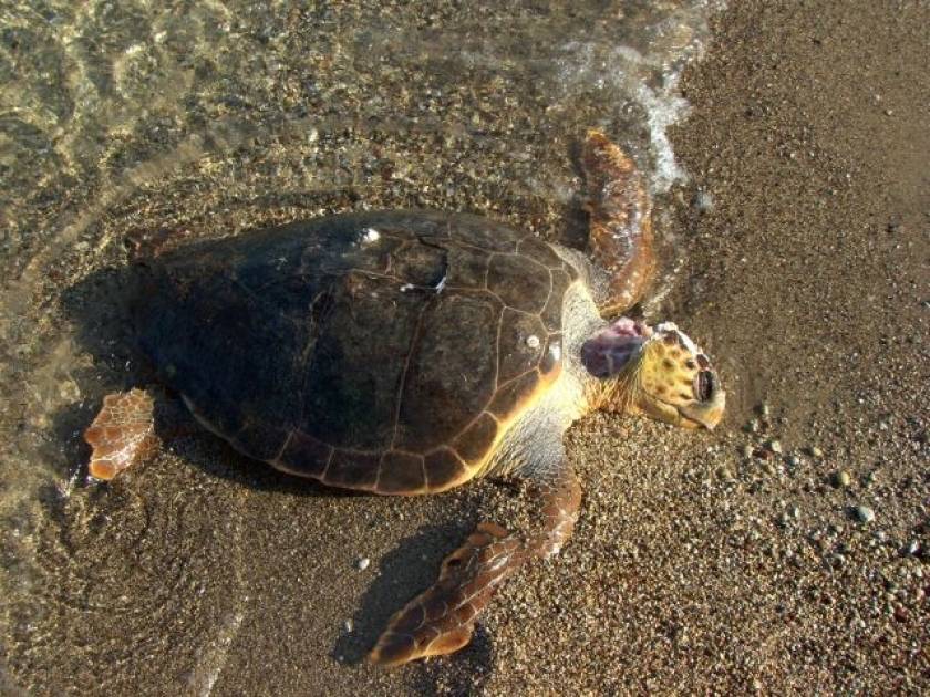 Έντεκα θαλάσσιες χελώνες βρέθηκαν νεκρές τον Ιούνιο
