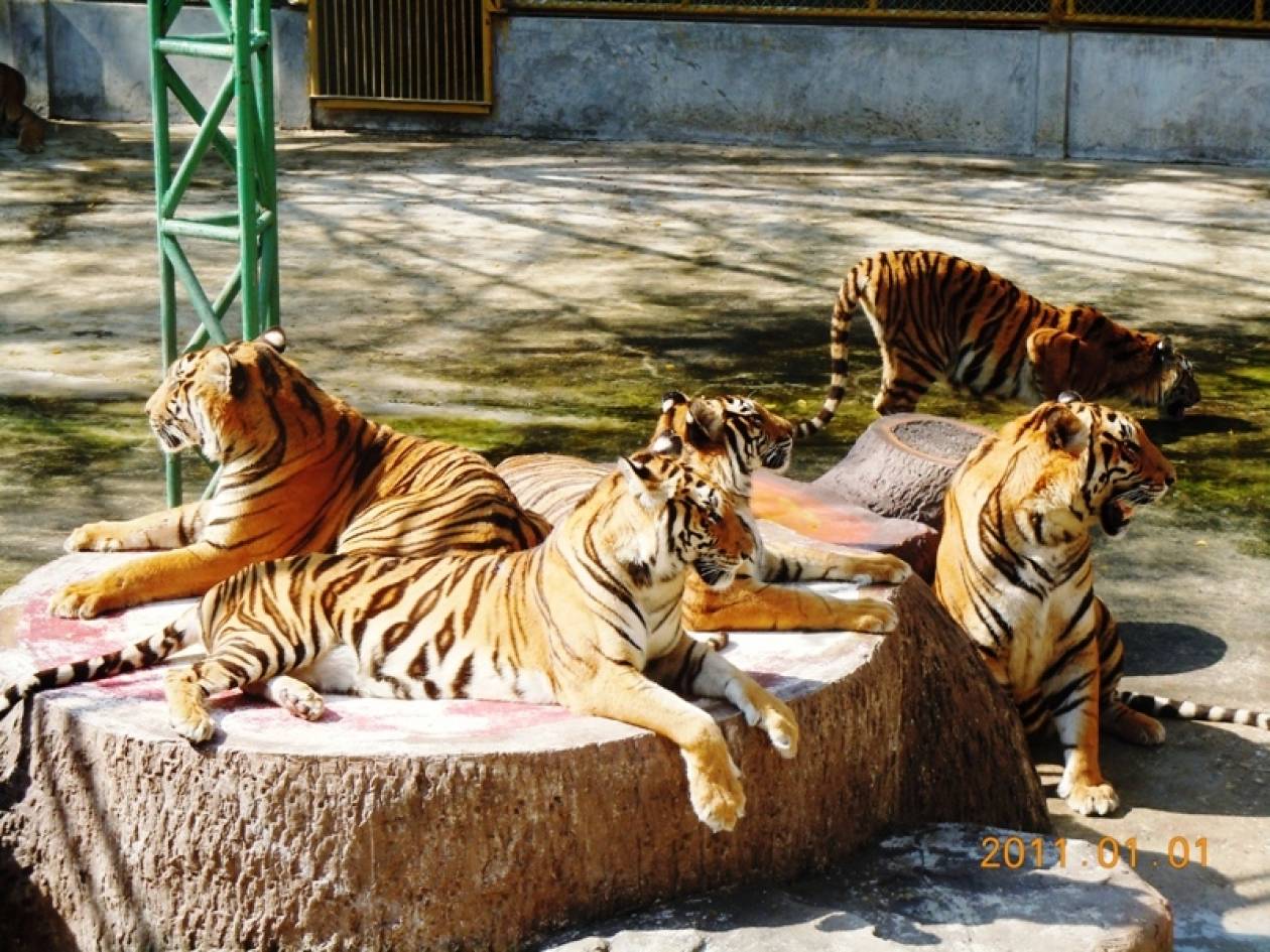 Ιταλία: Επιστάτης ζωολογικού κήπου σκοτώθηκε από τρεις τίγρεις