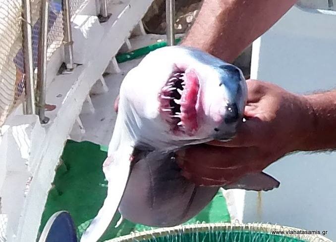 Έπιασαν λευκό καρχαρία στην Κεφαλονιά (pics)
