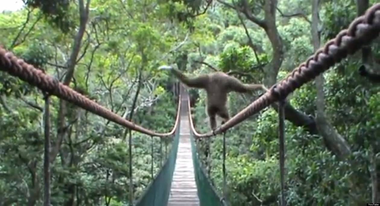 Δείτε: Πίθηκος ακροβατεί σε τεντωμένο σχοινί (βίντεο)!