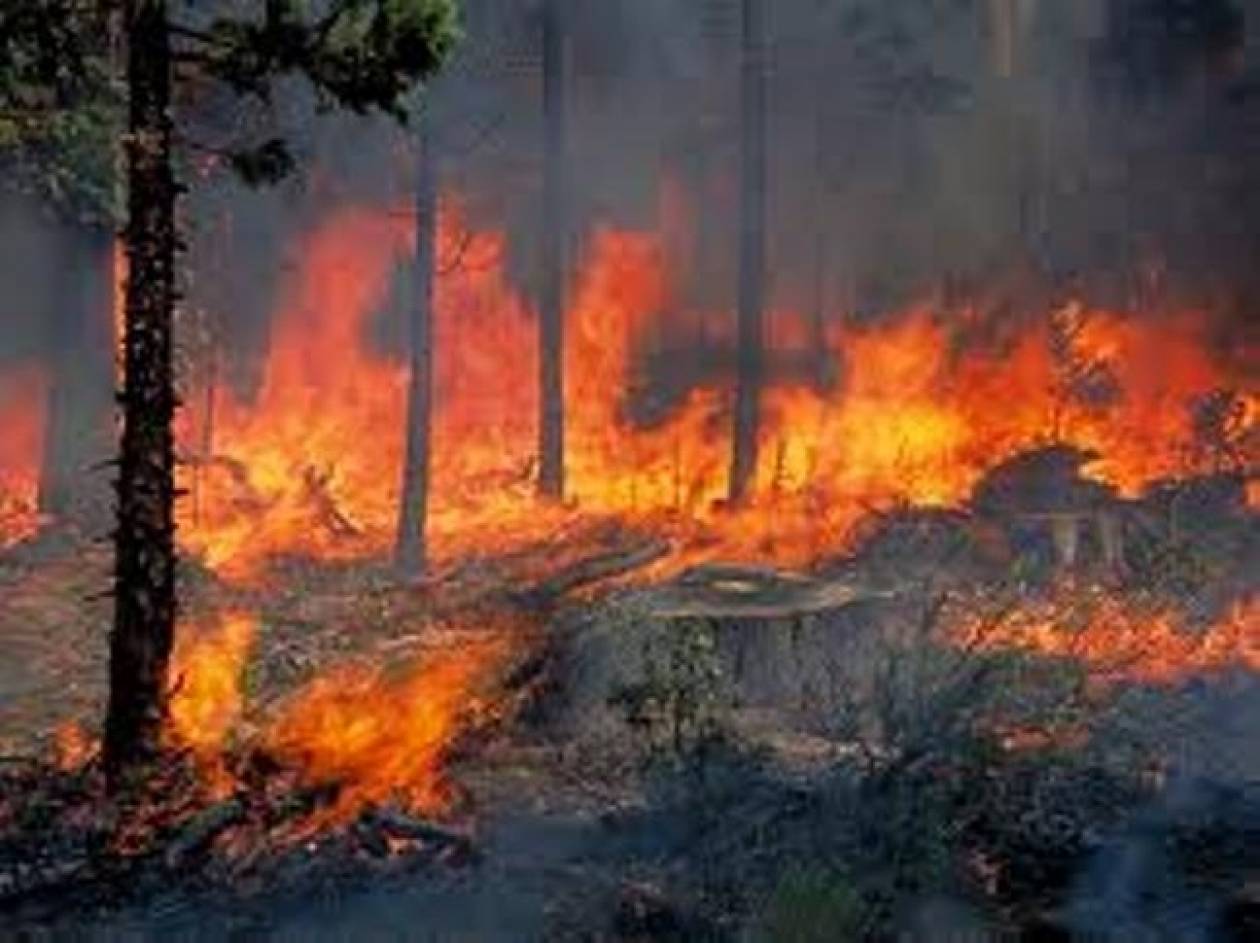 Ελασσόνα: Εκκενώνεται τμήμα της πόλης λόγω της πυρκαγιάς
