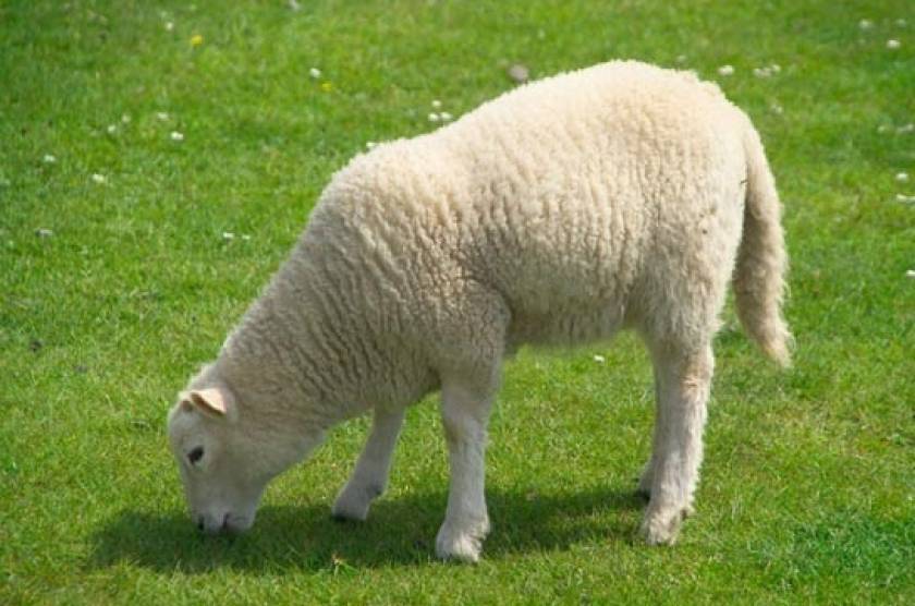 Απίστευτο: Έχει ξοδέψει 200.000 δολάρια...για ένα πρόβατο