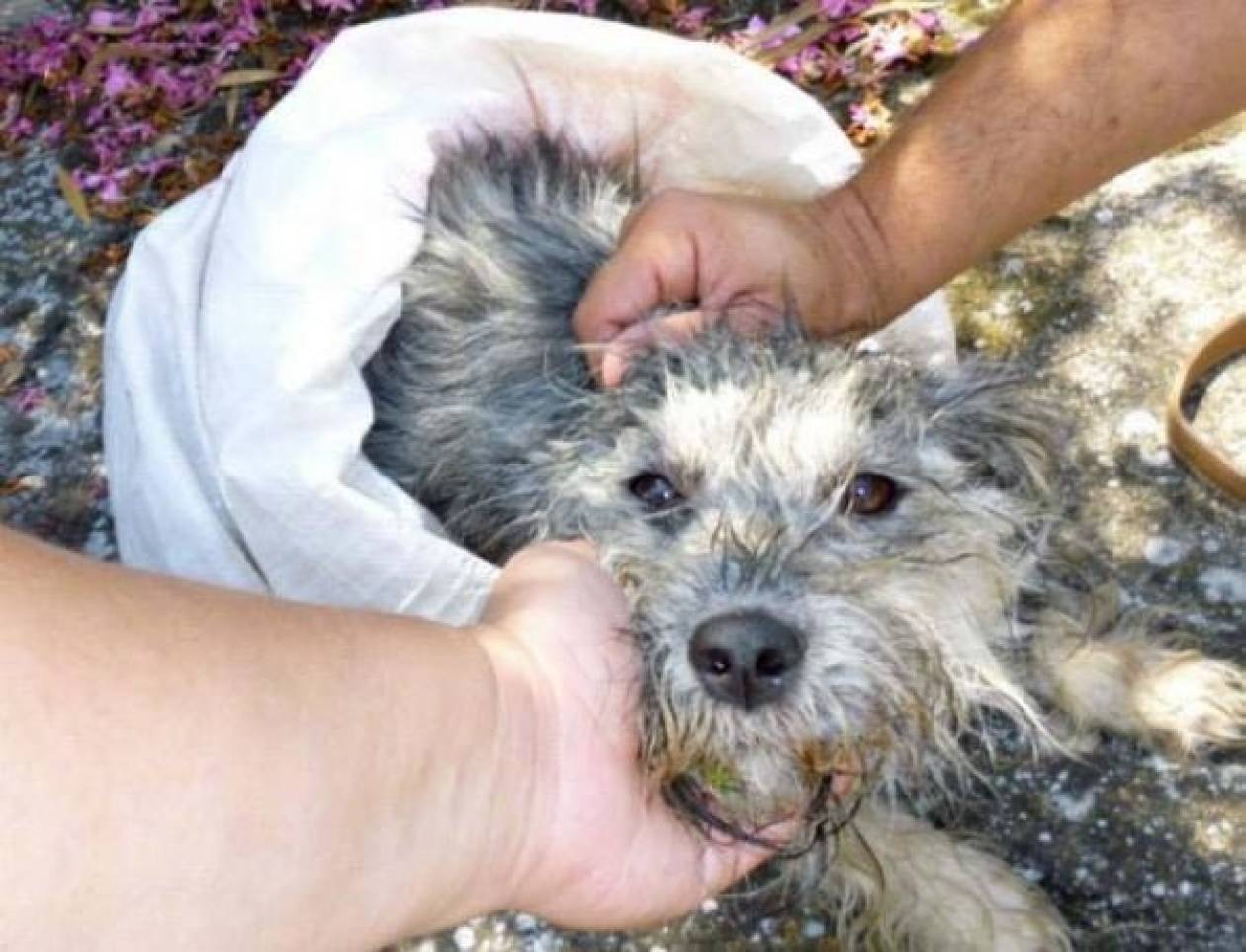 31.200 ευρώ πρόστιμο από τον Δήμο Κιλκίς επειδή πέταξε το σκυλί του!