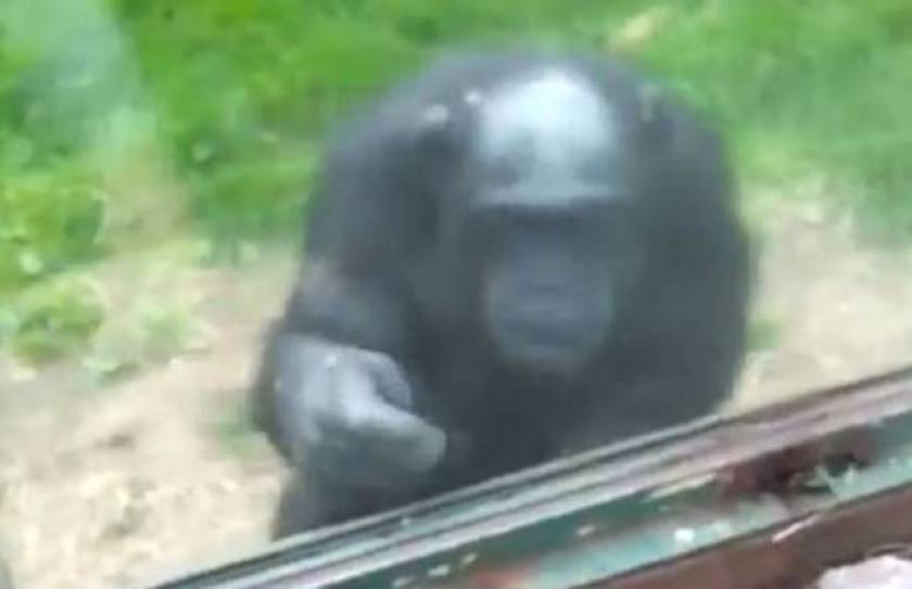 Συγκλονιστικό: Το μήνυμα ενός φυλακισμένου χιμπατζή (βίντεο)