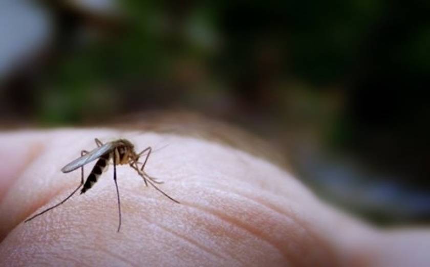 6 απλοί τρόποι για να διώξετε τα κουνούπια!