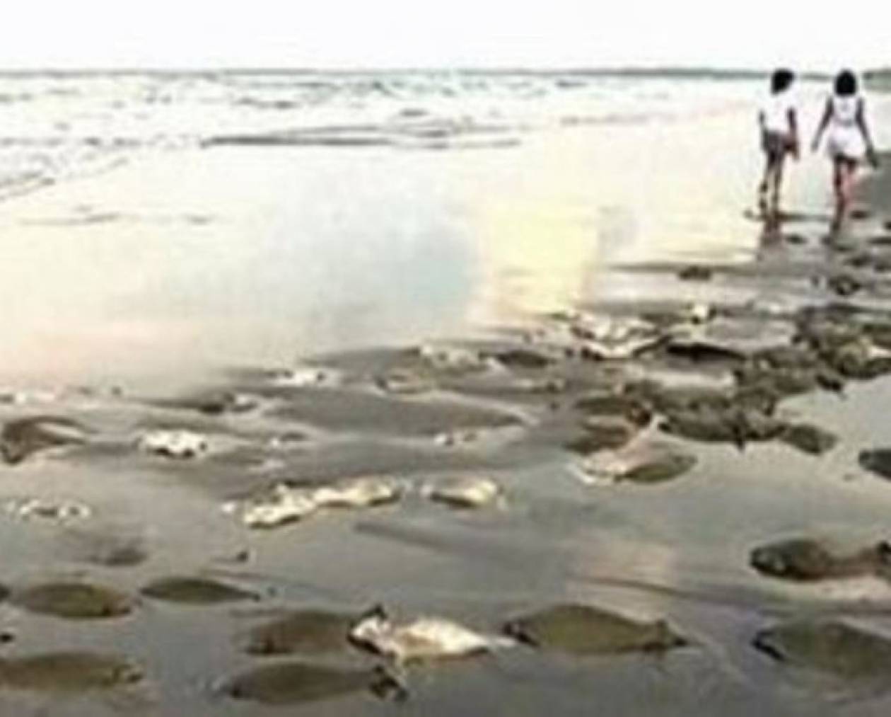 Νεκρά σαλάχια σε παραλία του Μεξικού (pics)