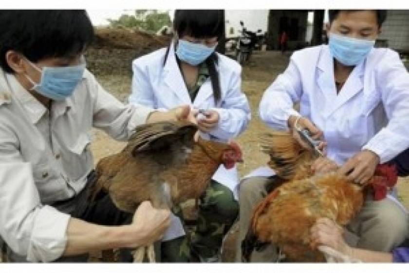Νέο κρούσμα της γρίπης των πτηνών στην Κίνα