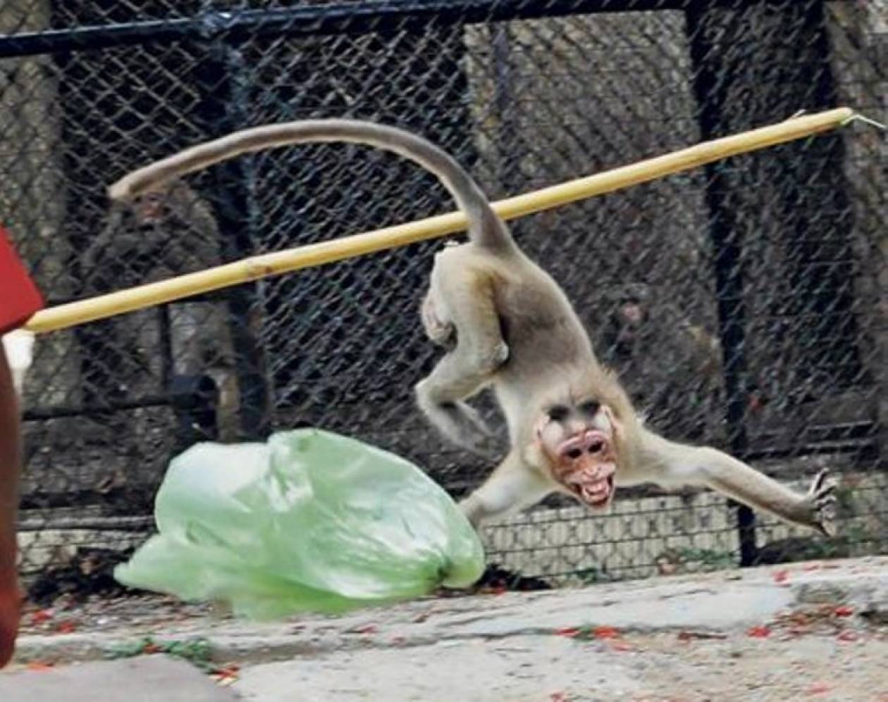 Οργισμένη μαϊμού επιτέθηκε σε αγοράκι (pics)