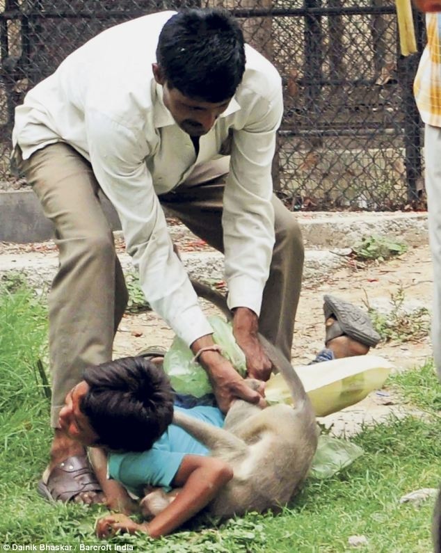 Οργισμένη μαϊμού επιτέθηκε σε αγοράκι (pics)