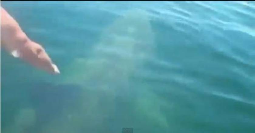 Βίντεο: Βούτηξε πάνω σε… καρχαρία!