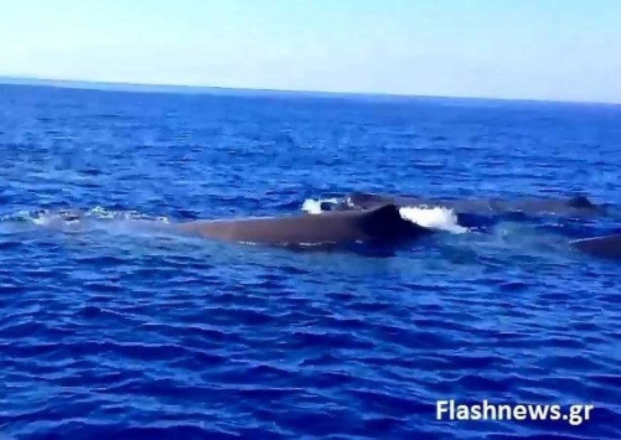 Φανταστικό βίντεο: Φάλαινες στα Σφακιά!