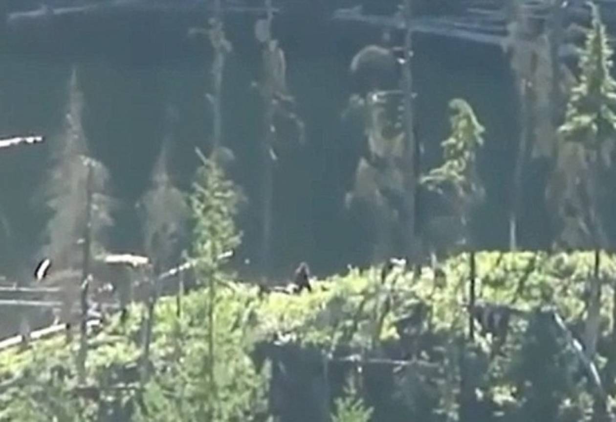 Νέο βίντεο: Ο Μεγαλόποδαρος στα δάση του Καναδά