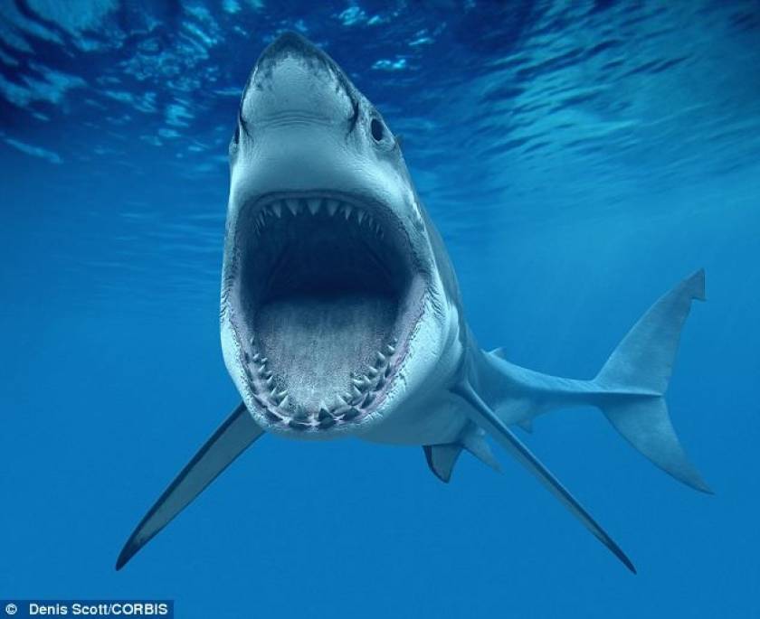 Φωτογραφία που σοκάρει:Τον κατάπιε καρχαρίας και παλεύει για να ζήσει!