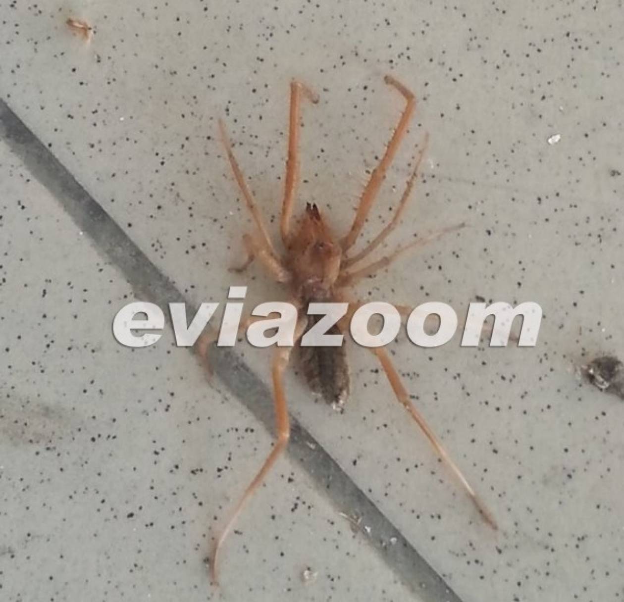 Χαλκίδα: Μια δηλητηριώδης αράχνη τον περίμενε στην αυλή του! (pics)