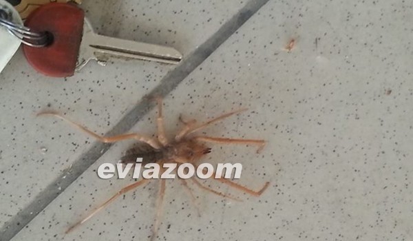 Χαλκίδα: Μια δηλητηριώδης αράχνη τον περίμενε στην αυλή του! (pics)