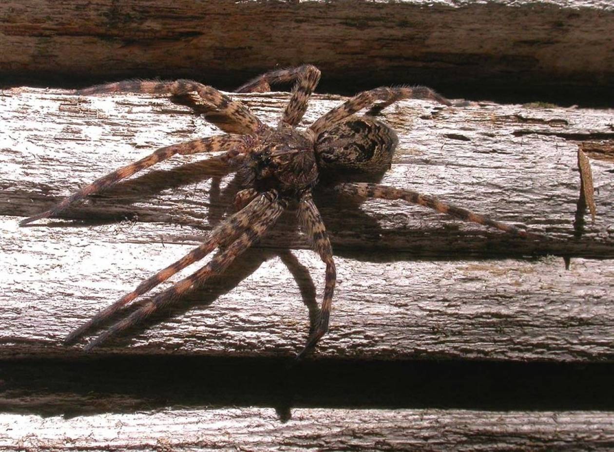 Αράχνη πεθαίνει στο σεξ και γίνεται γεύμα για το ταίρι της