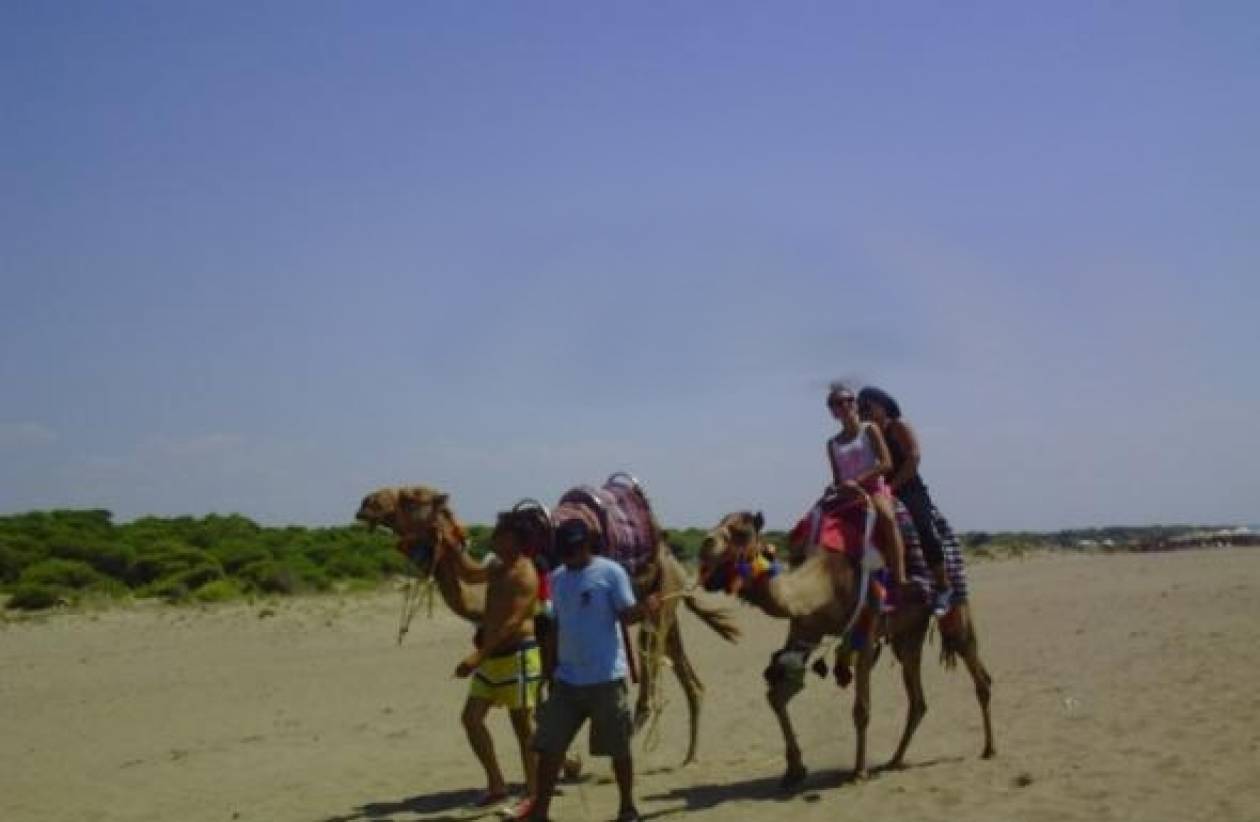 Απίστευτο: Για μπάνιο με καμήλες στην παραλία της Kαλογριάς! (vid)