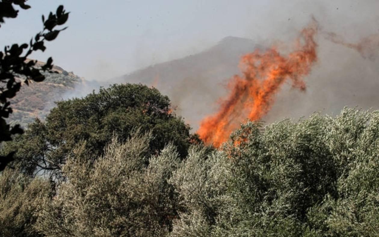 Χιλιάδες αιωνόβιες ελιές καίγονται σε πυρκαγιά στην Άμφισσα