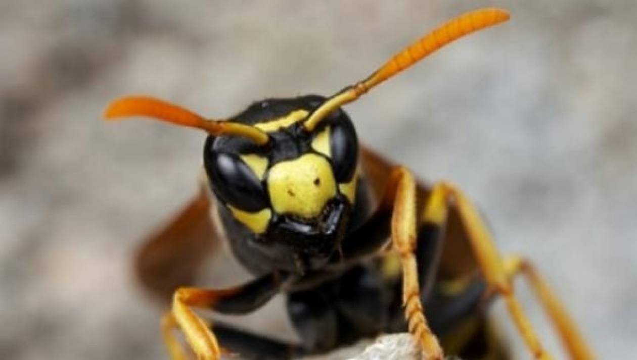 Καβάλα: Χαροπαλεύει αγρότης μετά από τσίμπημα μέλισσας