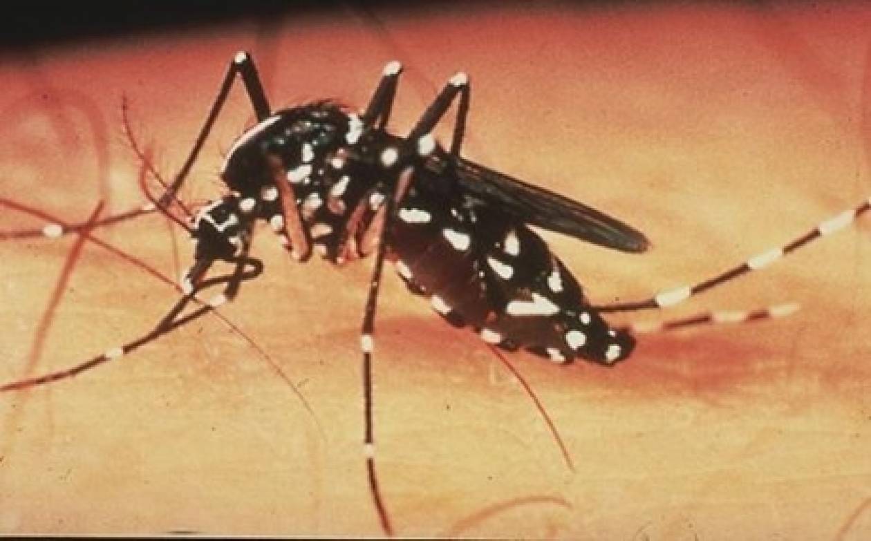 Βίντεο: Δείτε τι συμβαίνει στο σώμα μας όταν μας τσιμπά κουνούπι