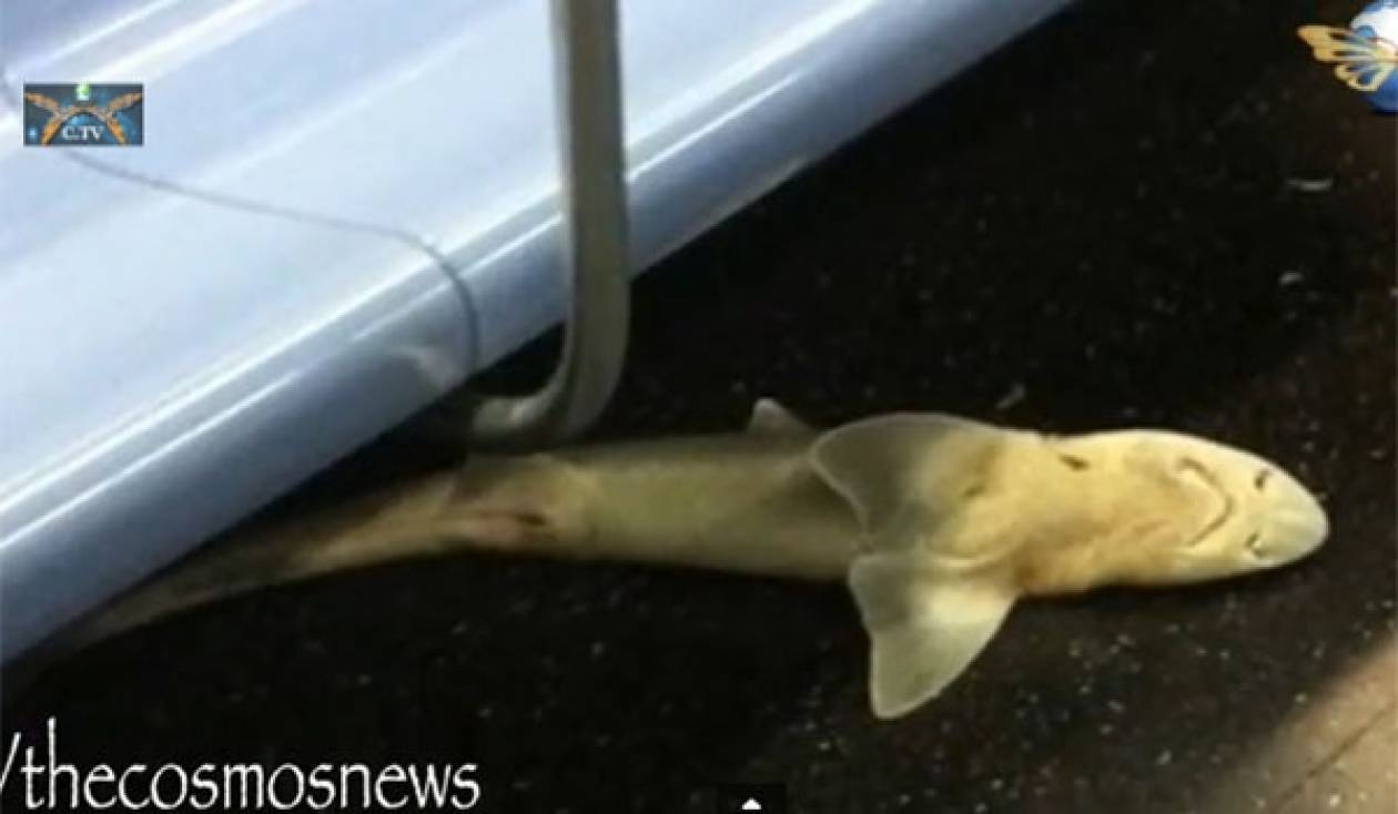 Απίστευτο! Στο μετρό της Νέας Υόρκης βρέθηκε ένας νεκρός καρχαρίας