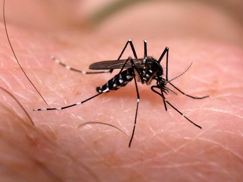 Τι συμβαίνει στον οργανισμό όταν μας τσιμπάει κουνούπι