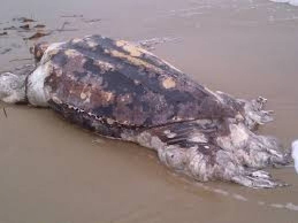 Νεκρή θαλάσσια χελώνα στην Πρέβεζα