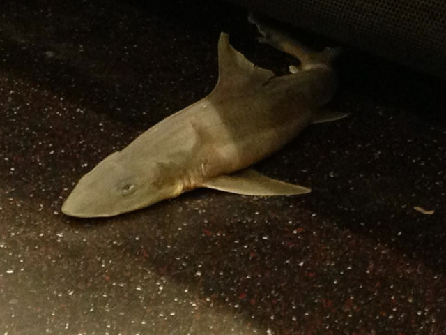 Aπίστευτο: Δείτε τι βρήκαν μέσα σε βαγόνι του μετρό! (pics)